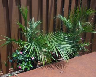 potted plants