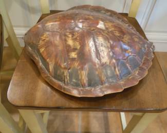 extra large Turtle shell
