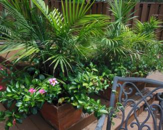 more plants