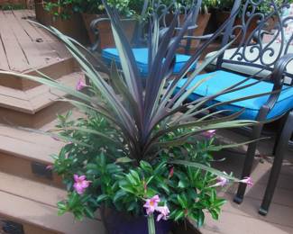 plants