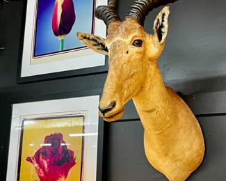 Botanical art prints, vintage wildebeest game mount