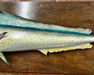 Mahi mahi fish mount