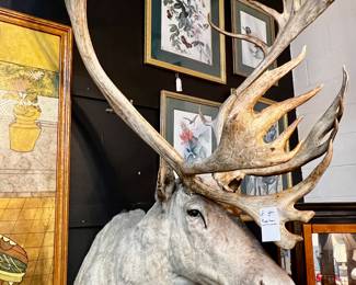 Vintage Caribou game mount