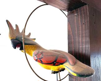 Hanging parrot