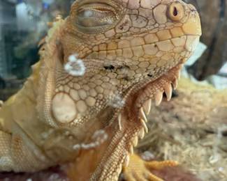 Female Albino Iguana