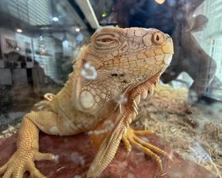 Female Albino Iguana