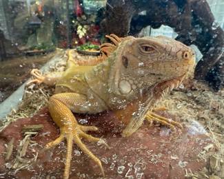 Female Albino Iguana