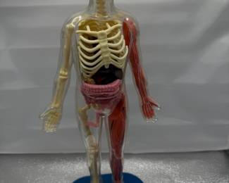 SmartLab Toys Squishy Human Body model