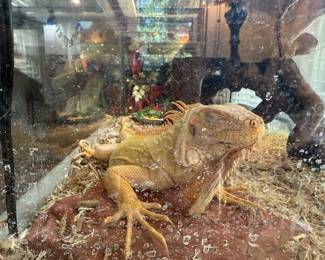 Female Albino Iguana