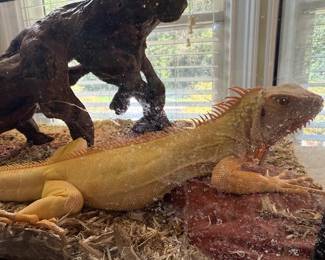 Female Albino Iguana