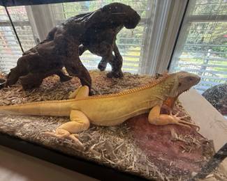 Female Albino Iguana