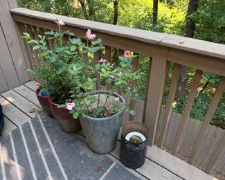 Live plants for sale