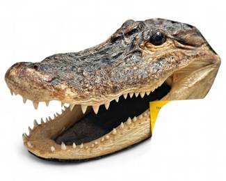 Preserved American Alligator Head