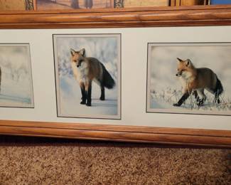 Photos of a fox