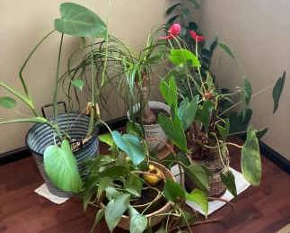 Live Plants Monstera Pothos Ponytail Palm