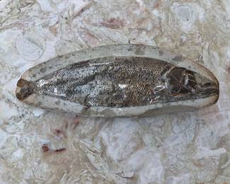 Fish Fossil, Rhacolepis Buccalis, 110-150 million years old