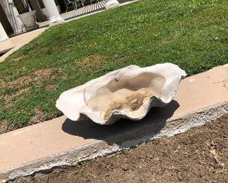 Large Clam Shell