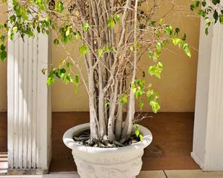 Pair of Large "Anno" Planters