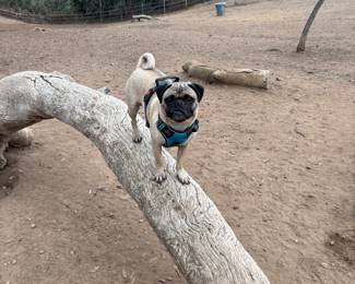 Sorry Preston is not for sale!