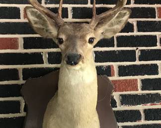 Shoulder mount