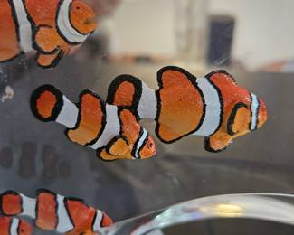 Close-up of Clown Fish
