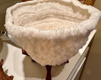 Beautiful White Coral