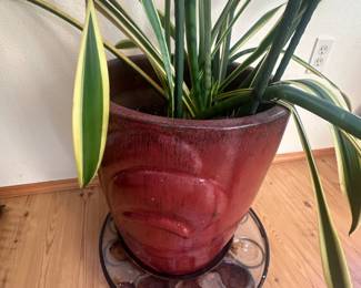 Indoor plants