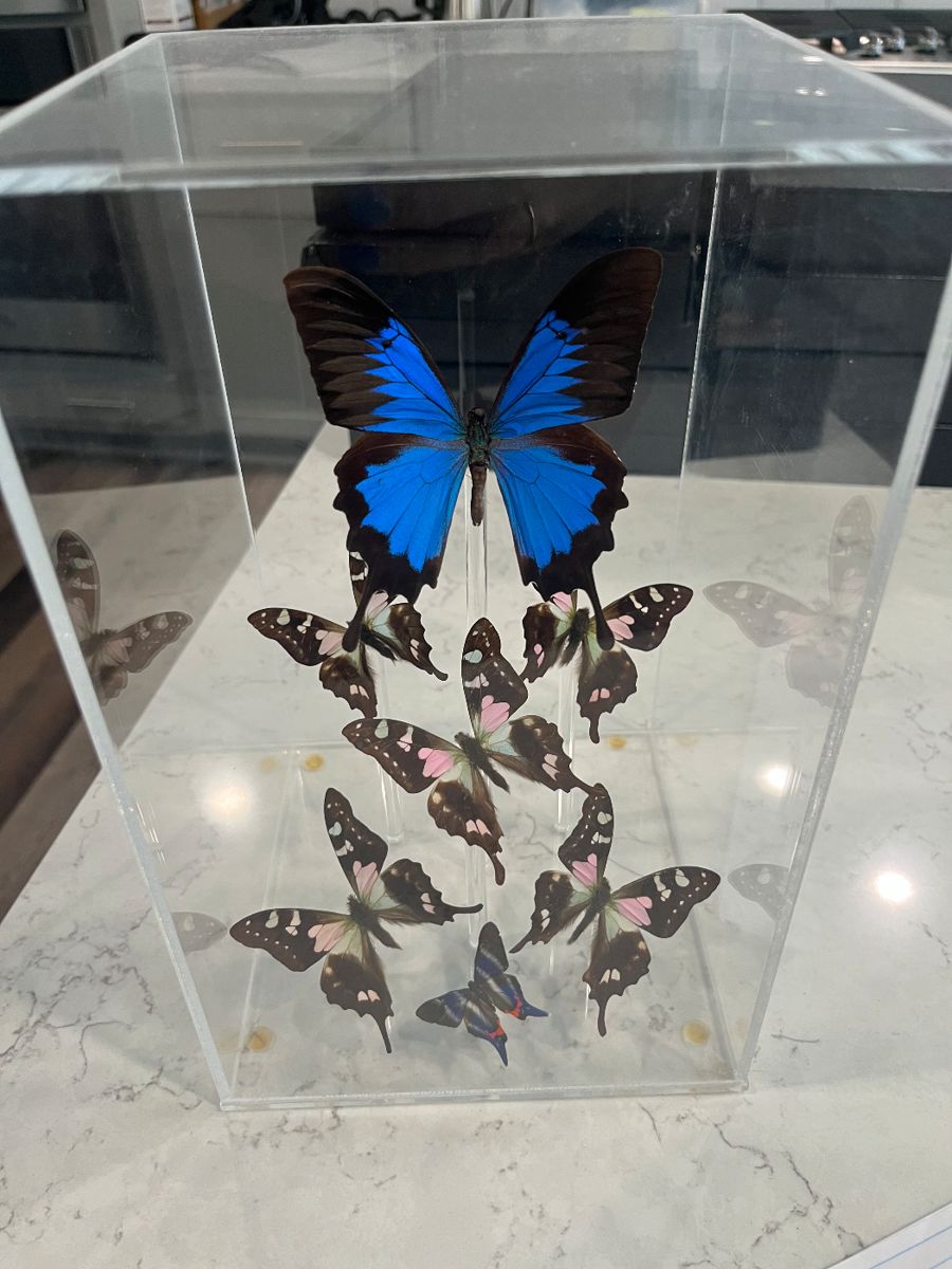 Blue Morpho and six other butterflies mounted in acrylic case. Peru.
