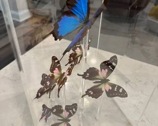Blue Morpho and six other butterflies mounted in acrylic case. Peru.