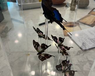 Blue Morpho and six other butterflies mounted in acrylic case. Peru.