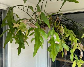 Lots of Plants for Sale