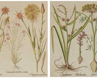 2399
After Basilius Besler
(1561-1629)
"Sparganium, Orobanche, Cicta Maxima," and "Tragopogon Flore Luteo, Linum sylvetsre flore coeruleo, Tragopogon purpureum," two plates from "Hortus Eystettensis"
Each: Engraving with hand-coloring on speckled paper laid to board
From the edition of unknown size and date
Unsigned
Each sight: 19" H x 15.75" W
Estimate: $1,000 - $1,500