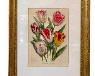Trowbridge Framed Tulips - Tulipes Natives