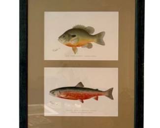 Framed Denton Fish Prints - Distinctive Frame - Great Condition!