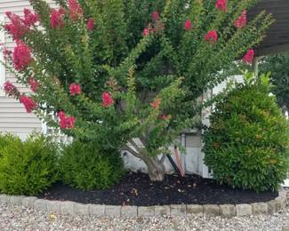 Crape myrtle; gravel sold by the 5-gallon bucket