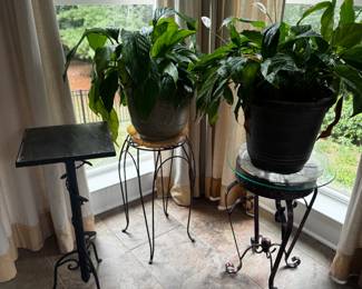 indoor plants and plant stands