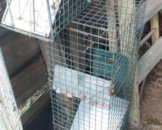 Animal traps