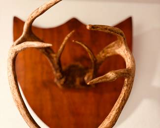 Horns