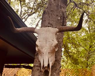 Texas Longhorn