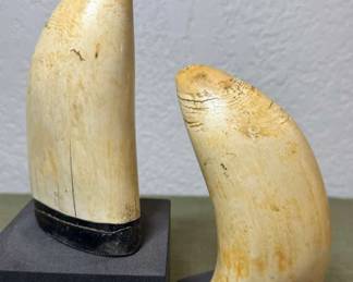 Whale Teeth BookendsWeighted