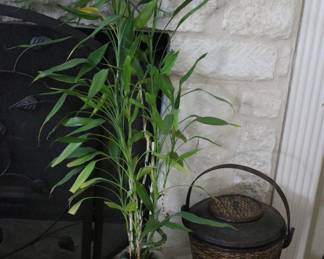 Living Bamboo Plant