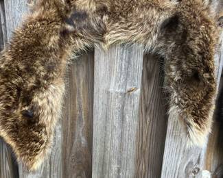 Coyote????? Collar
