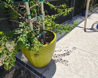 We have two matching heavy ceramic/ pottery planters with plants in them  $120 for both