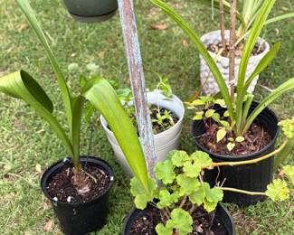 Potted plants