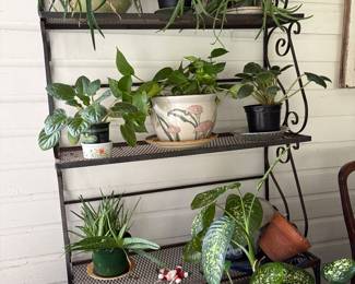 Plants and shelves