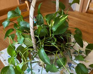 Potted Pothos Plant