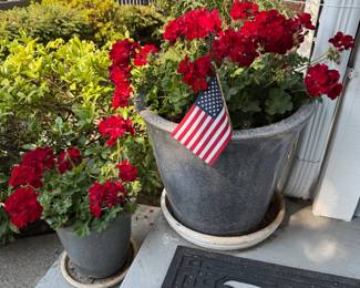 Potted Red Geraniums