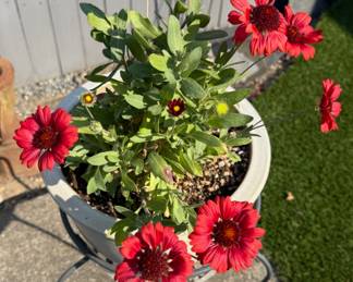 Potted Blanket Flower, Plant Stand
