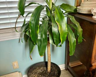 Plants