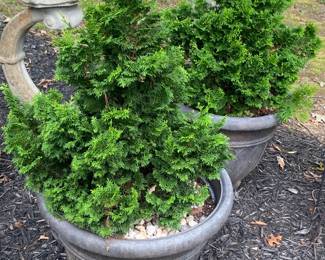 Dwarf Cypress
